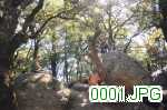 Picture 0001