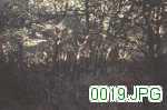 Picture 0019
