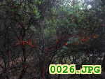 Picture 0026