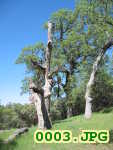 Picture 0003