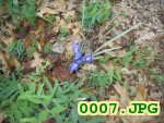 Picture 0007