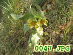 Picture 0047