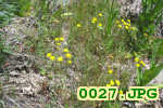 Picture 0027