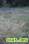 Picture 0045