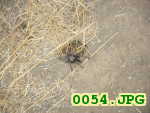 Picture 0054