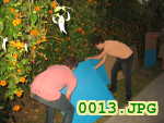 Picture 0013
