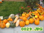 Picture 0029