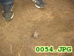 Picture 0054